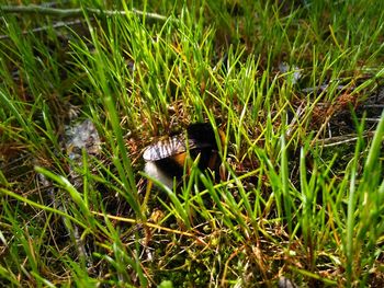 Close-up of insect on grass