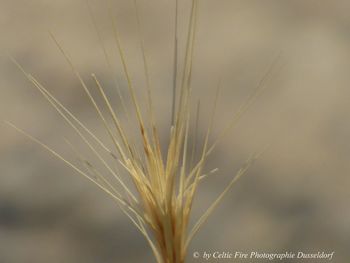 Close-up of wheat plant