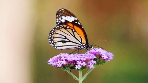 Butterfly on purple flower