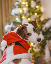 Portrait of a dog with christmas tree