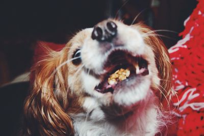 Close-up of dog yawning