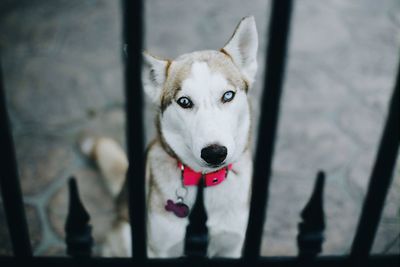 Close-up portrait of a dog