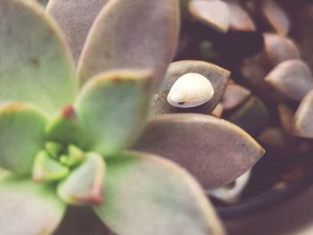 Full frame shot of plant