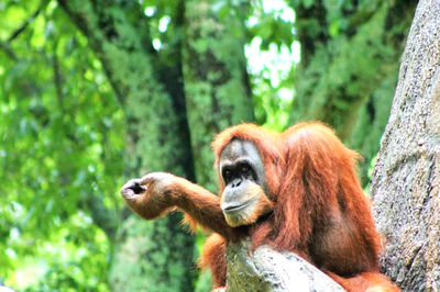 Monkeys in a forest