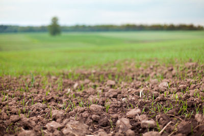 Close-up of crop in field