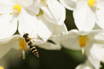 Close-up of insect on white flower