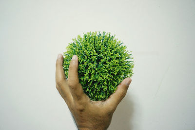 Close-up of hand holding cactus plant against white background