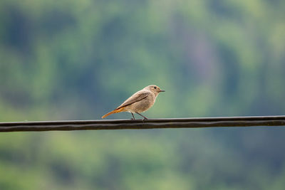 Close-up of bird perching on a plant