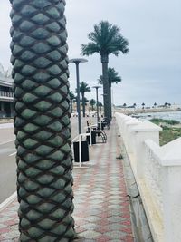 View of palm trees along buildings