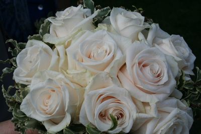 Close-up of rose