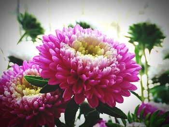 Close-up of pink flowers blooming outdoors