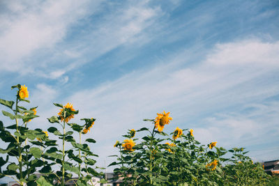 Low angle view of yellow flowers growing against sky