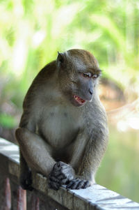 Close-up of monkey sitting on looking away