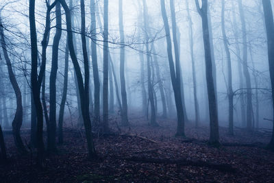 Trees in forest during foggy weather