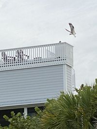 Seagull perching on railing against sky