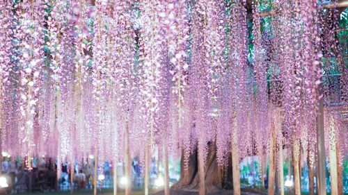 Panoramic shot of flowers hanging on tree