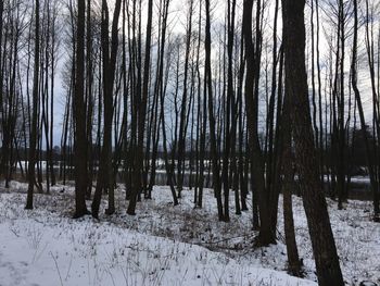 Trees in forest during winter