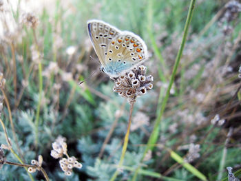 Butterfly on flower