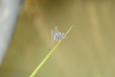 Close-up of insect on grass