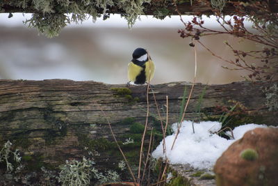 Bird perching on a snow