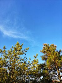 Low angle view of trees against blue sky