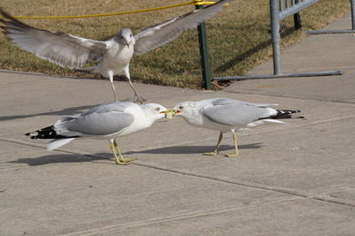 Seagull perching