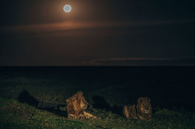 View of an animal at sunset