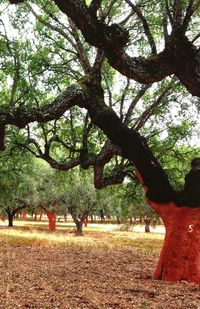 Trees growing in park