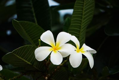 Close-up of white flowering plant