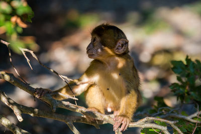 Close-up of monkey sitting on tree