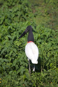 Bird perching on a plant