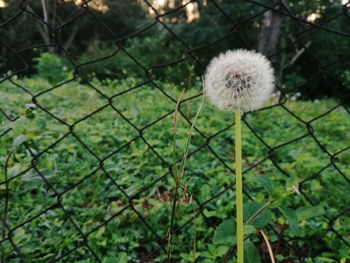 Close-up of dandelion against blurred background