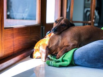 Close-up of dogs resting at home