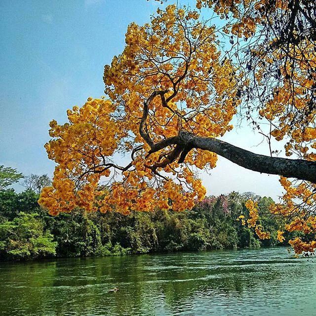 tree, water, beauty in nature, tranquility, autumn, tranquil scene, scenics, nature, waterfront, change, branch, sky, growth, lake, clear sky, river, idyllic, yellow, orange color, no people