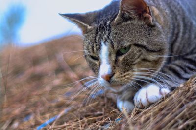 Close-up of a cat