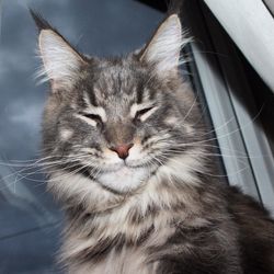 Close-up of maine coon cat