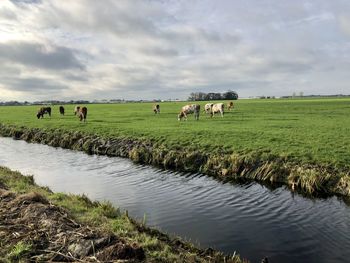 Cows grazing in a field