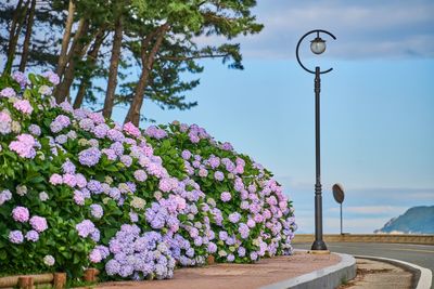 Purple flowering plants by street against sky