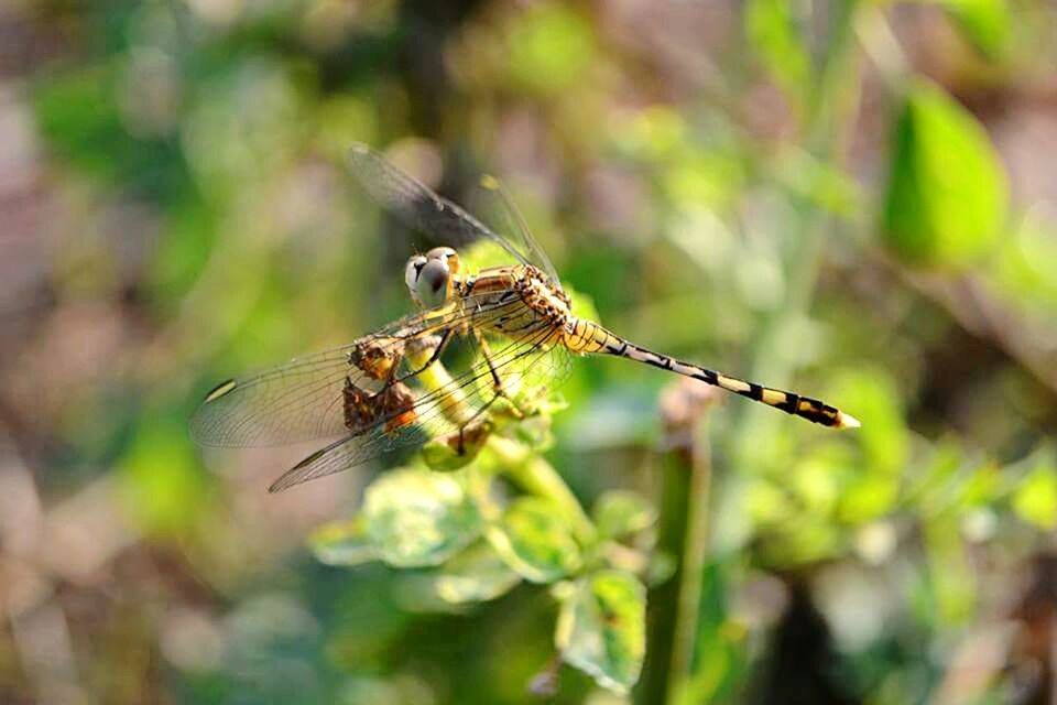 CLOSE-UP OF INSECT PERCHING ON LEAF