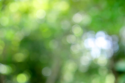 Defocused image of plants
