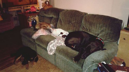 Dog resting on sofa