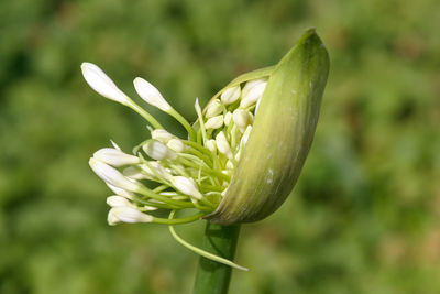 Close-up of white flowers