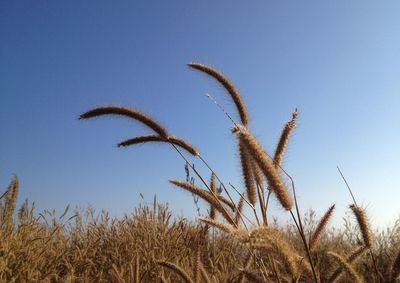 Close-up of stalks in field against clear blue sky