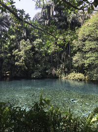 Scenic view of lake in forest