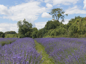 Scenic view of flowering plants on field against sky