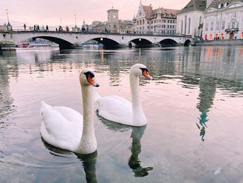 Swans swimming in lake