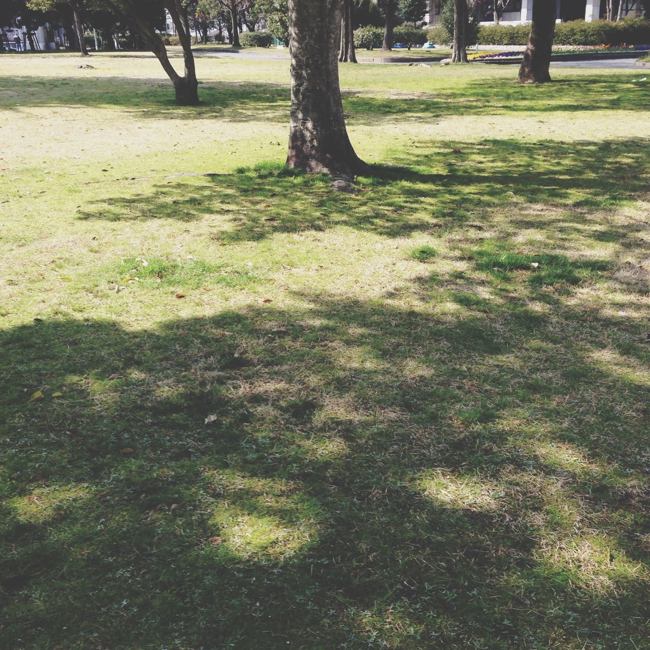 grass, tree, tree trunk, growth, park - man made space, shadow, tranquility, sunlight, nature, field, green color, grassy, lawn, park, day, outdoors, tranquil scene, beauty in nature, no people, footpath