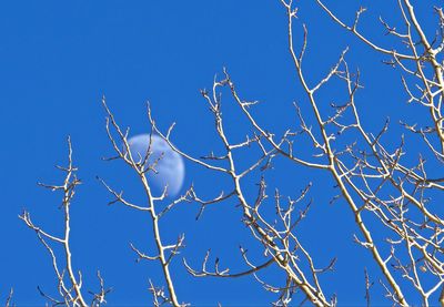 Low angle view of bare tree against blue sky