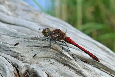 Close-up of dragonfly on wood