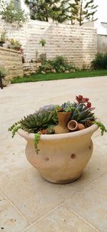 Close-up of potted plant on retaining wall